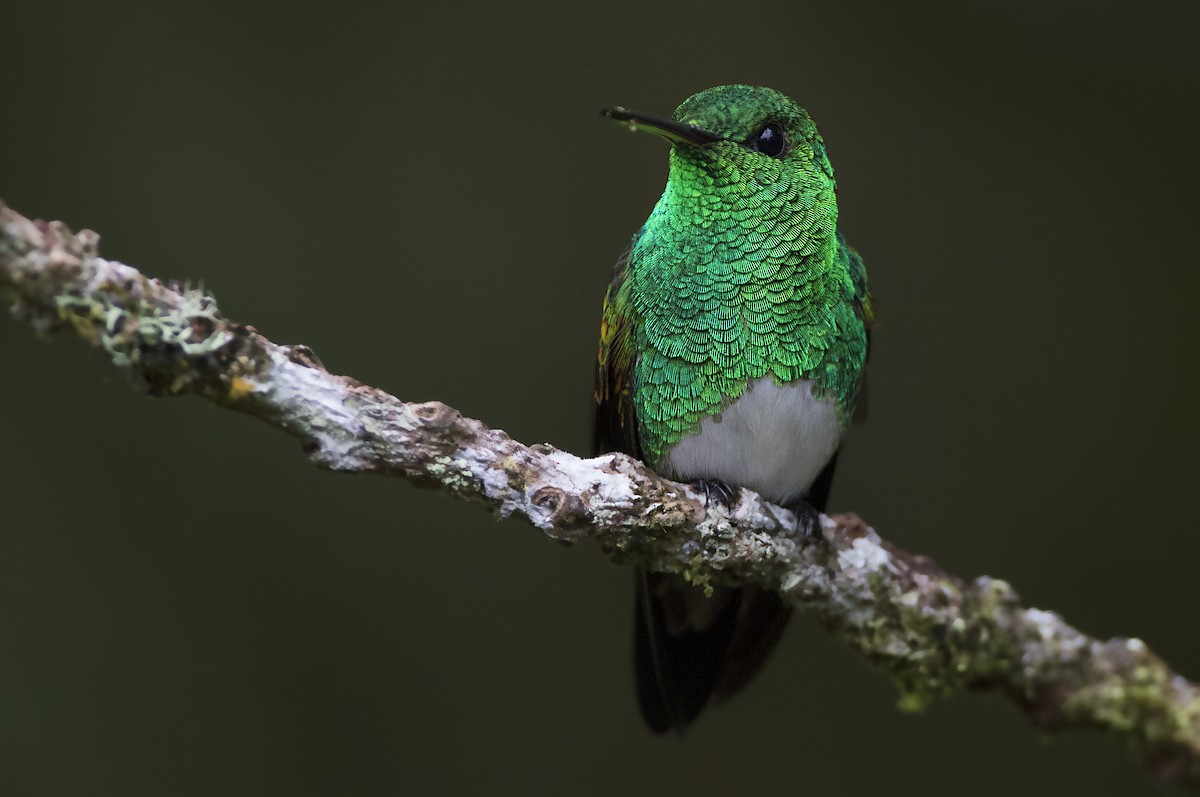 Snowy-bellied Hummingbird - Jorge Gabriel Campos