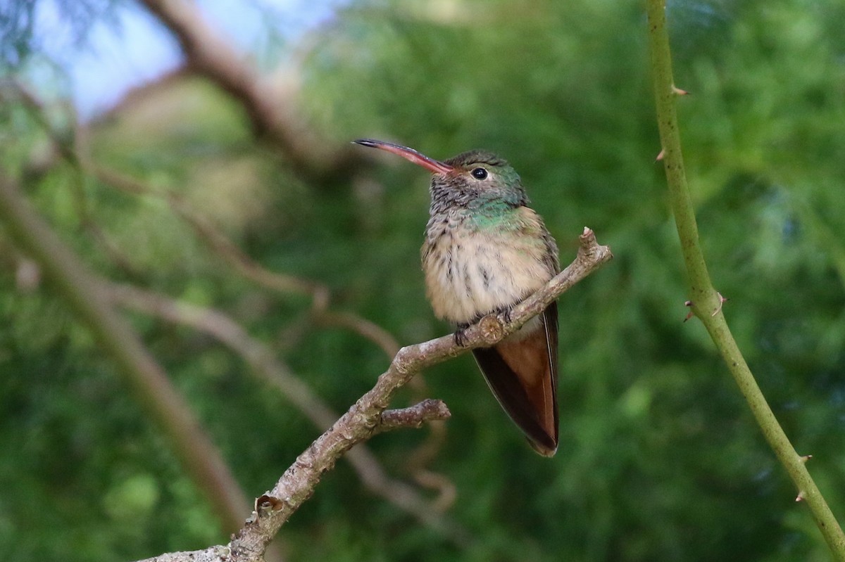 Buff-bellied Hummingbird - Holly Cox