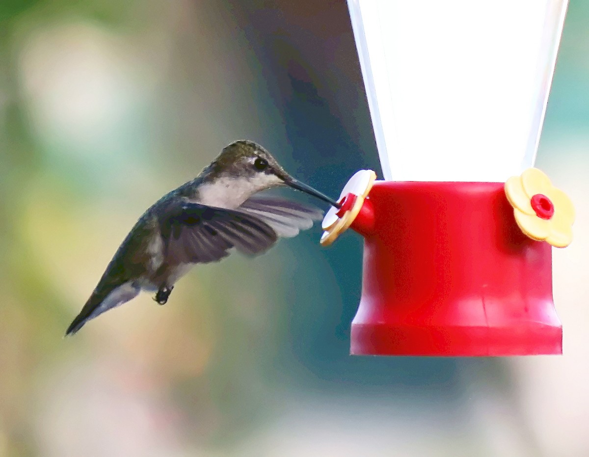 Ruby-throated Hummingbird - ML80849321