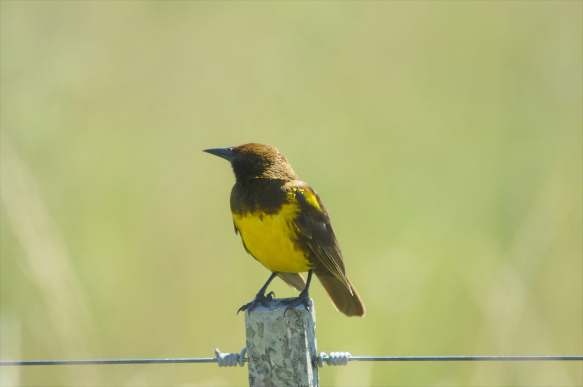 Brown-and-yellow Marshbird - Fermin Zorrilla