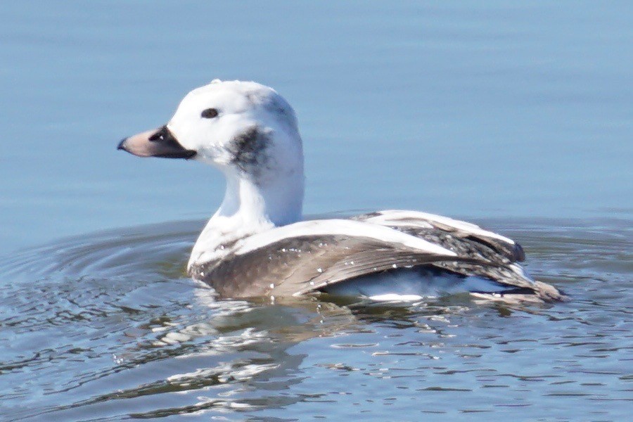 Long-tailed Duck - ML80850471