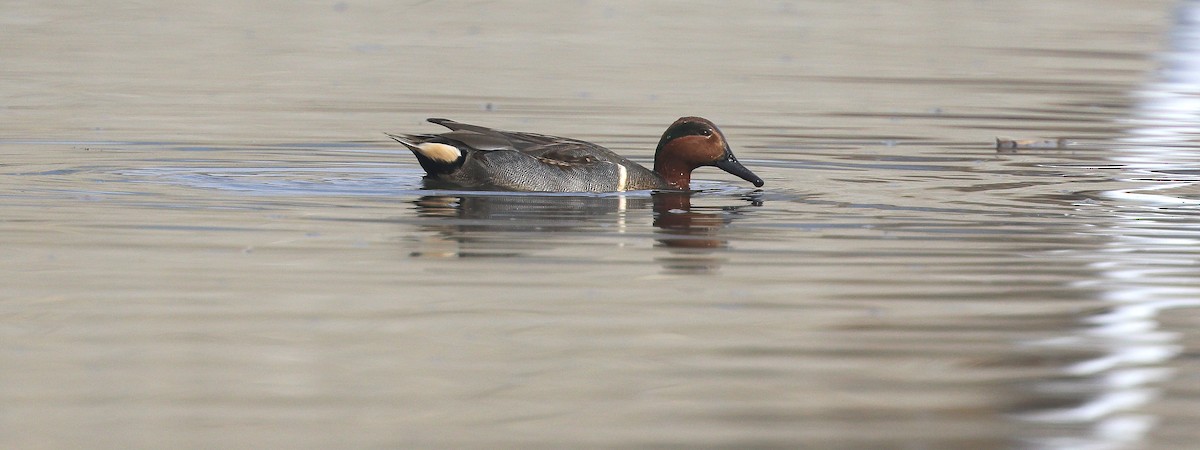 Green-winged Teal - ML80850961