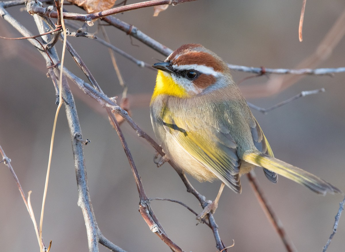 Rufous-capped Warbler - ML80852071