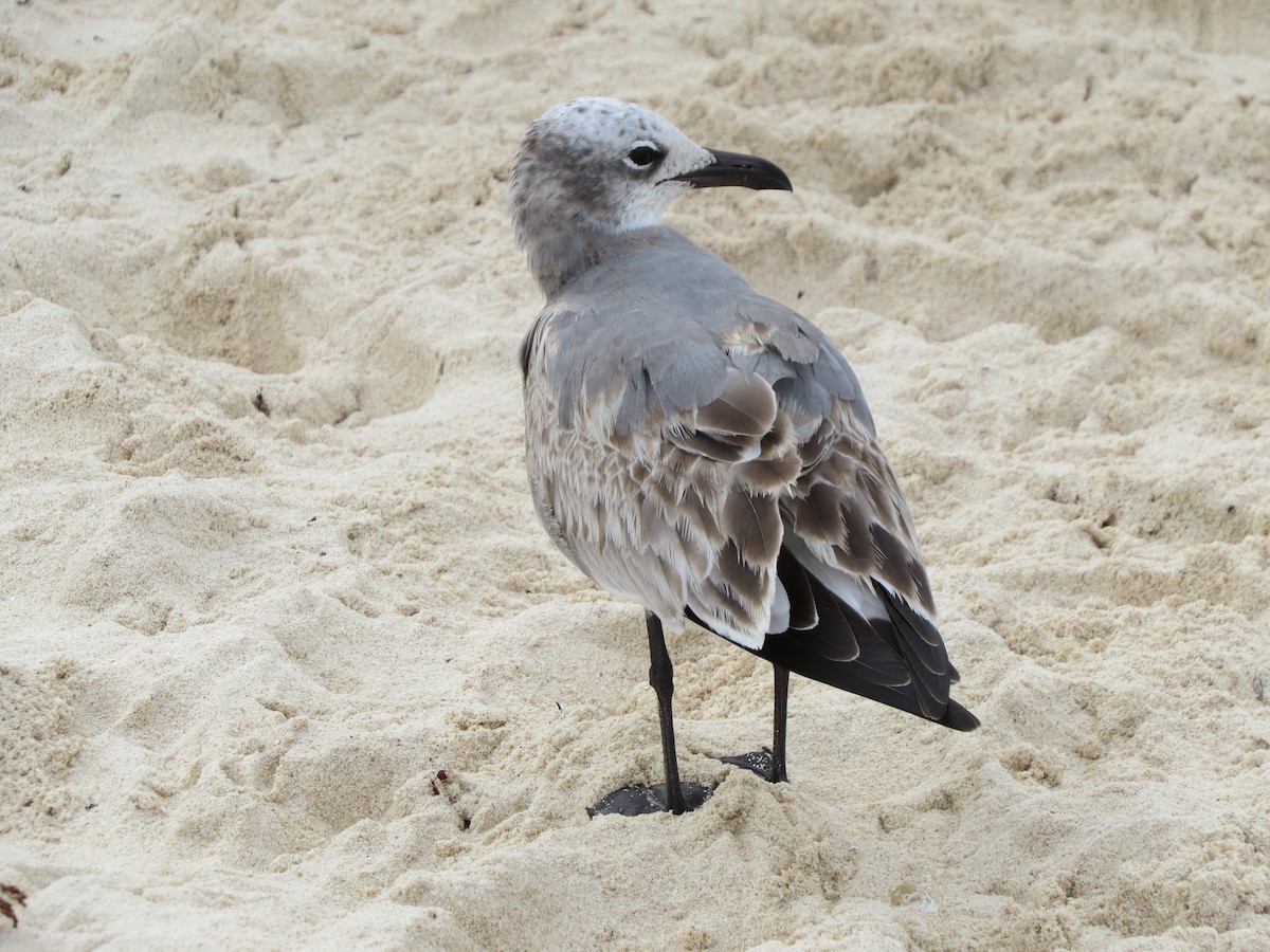Laughing Gull - The Rowes
