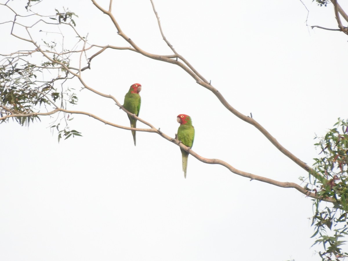 Red-masked Parakeet - Nithya Thiagarajan