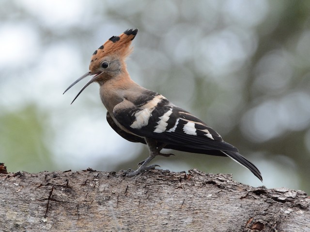 African Hoopoe, <em class="SciName notranslate">Upupa epops africana</em>, Adult Female, Lateral View. - Eurasian Hoopoe (African) - 