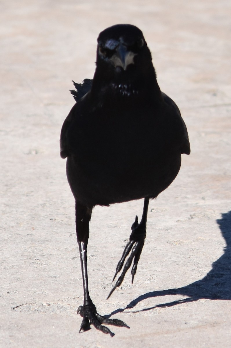 Boat-tailed Grackle - ML80858741