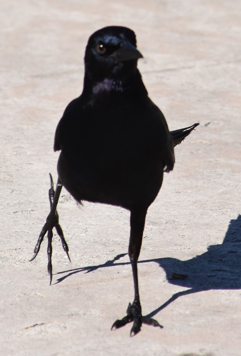 Boat-tailed Grackle - ML80858751