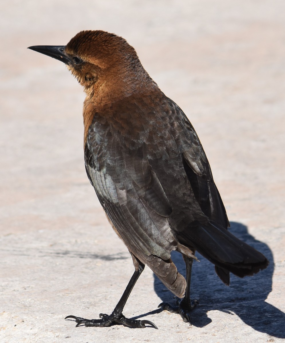 Boat-tailed Grackle - ML80858801