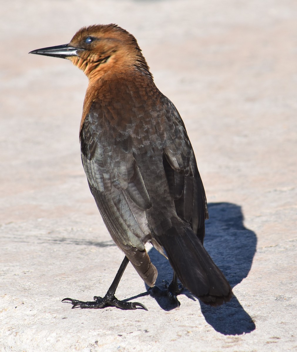 Boat-tailed Grackle - ML80858821
