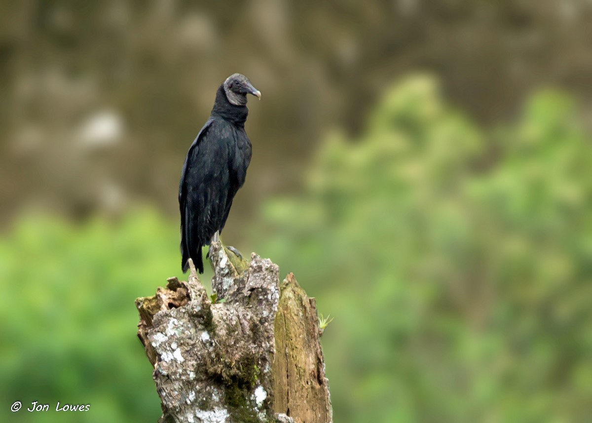 Black Vulture - Jon Lowes