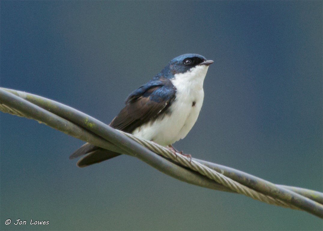 Blue-and-white Swallow (cyanoleuca) - Jon Lowes