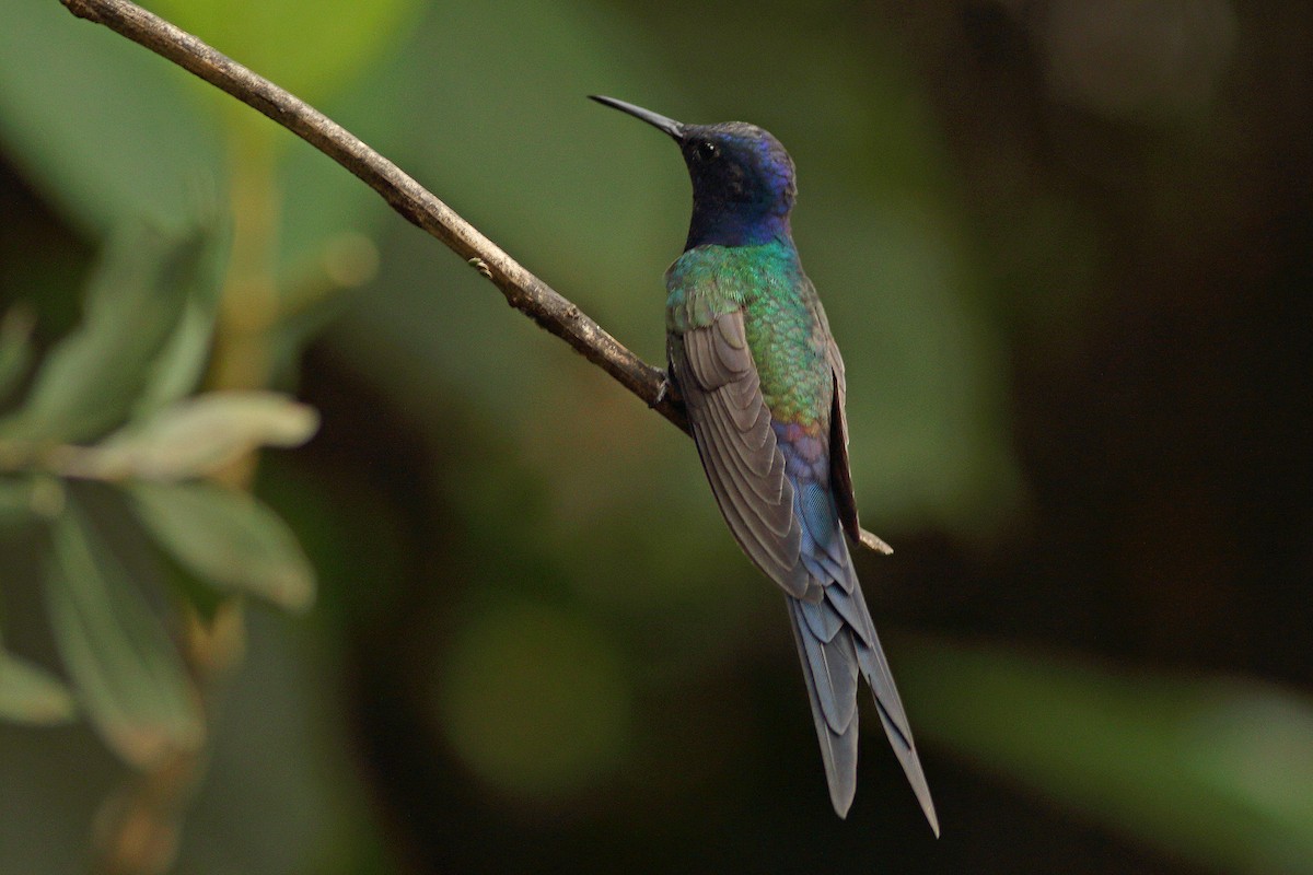 Swallow-tailed Hummingbird - Martjan Lammertink