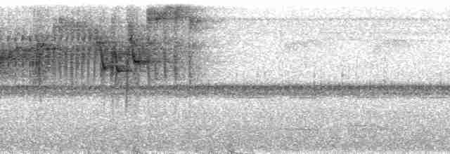 Dreistreifen-Waldsänger (auricularis) - ML80870