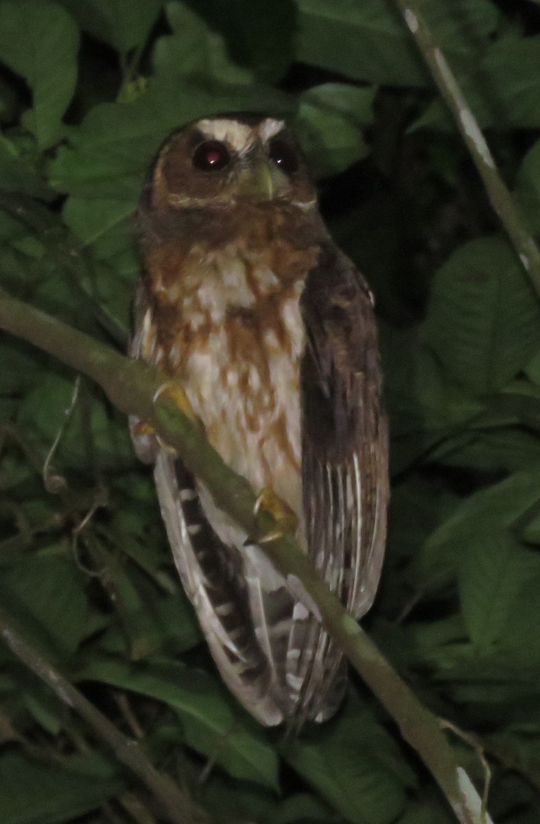 Mottled Owl - Rich Hoyer