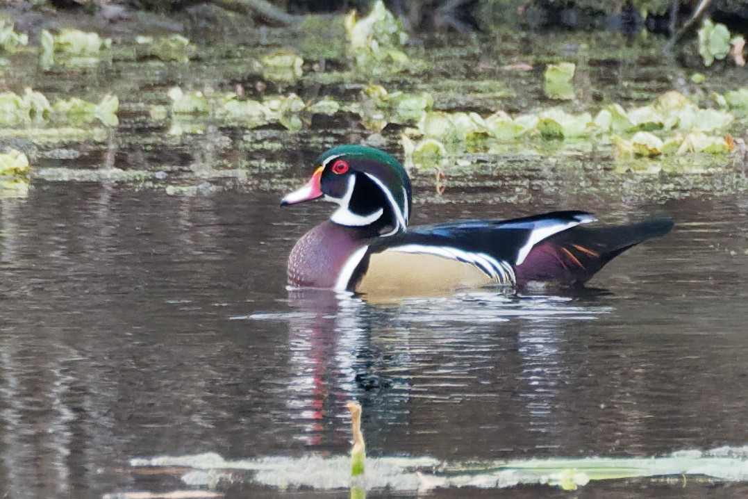 Wood Duck - Dina Perry