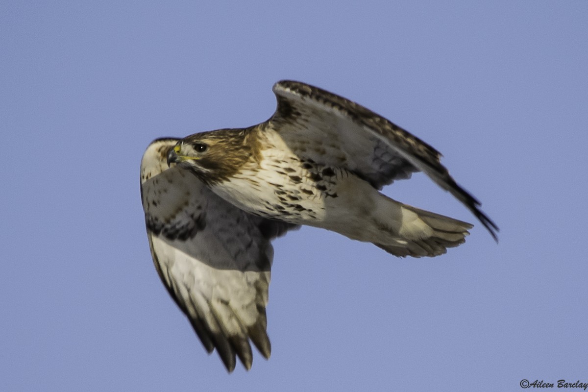 Red-tailed Hawk - Aileen Barclay
