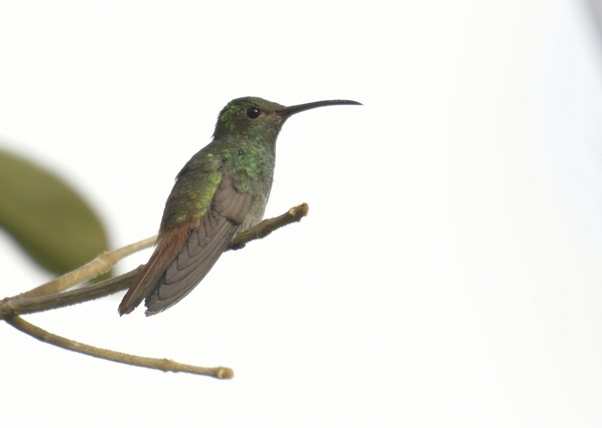 Rufous-tailed Hummingbird - Adam Dhalla