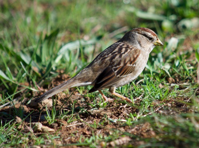 White-crowned Sparrow - Alex Gotz