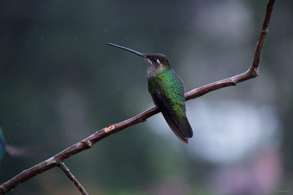 Talamanca Hummingbird - Jean Broadhvest
