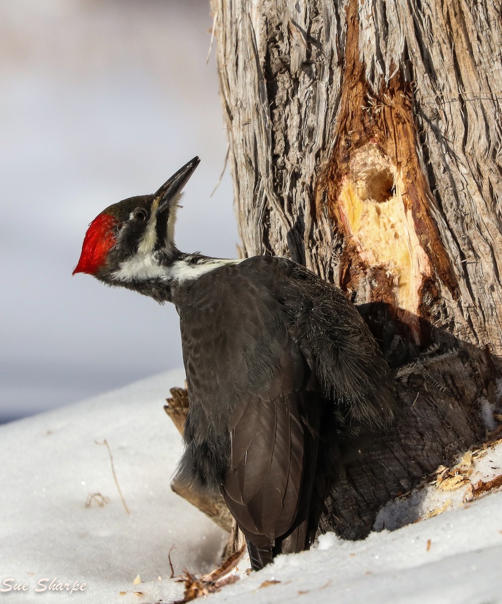 Pileated Woodpecker - Sue Sharpe