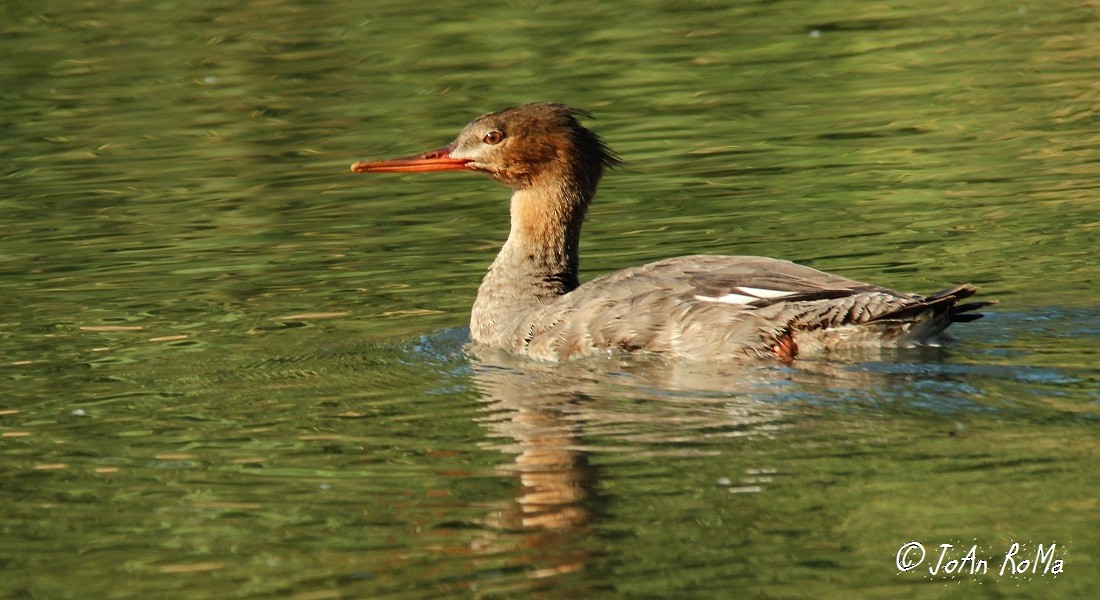 Red-breasted Merganser - Antonio Robles