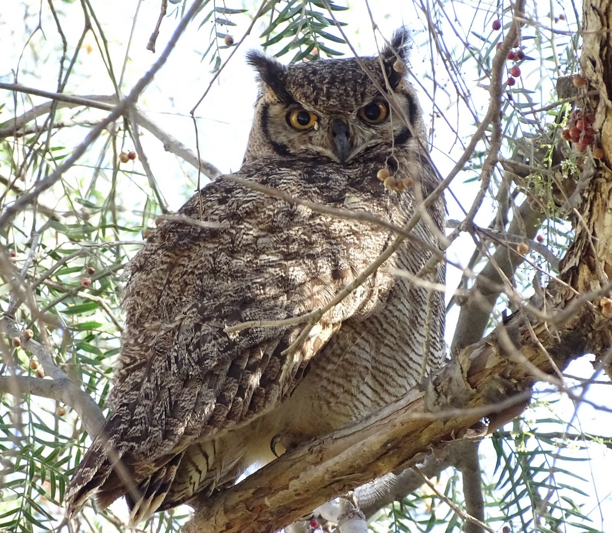 Lesser Horned Owl - Charly Moreno Taucare