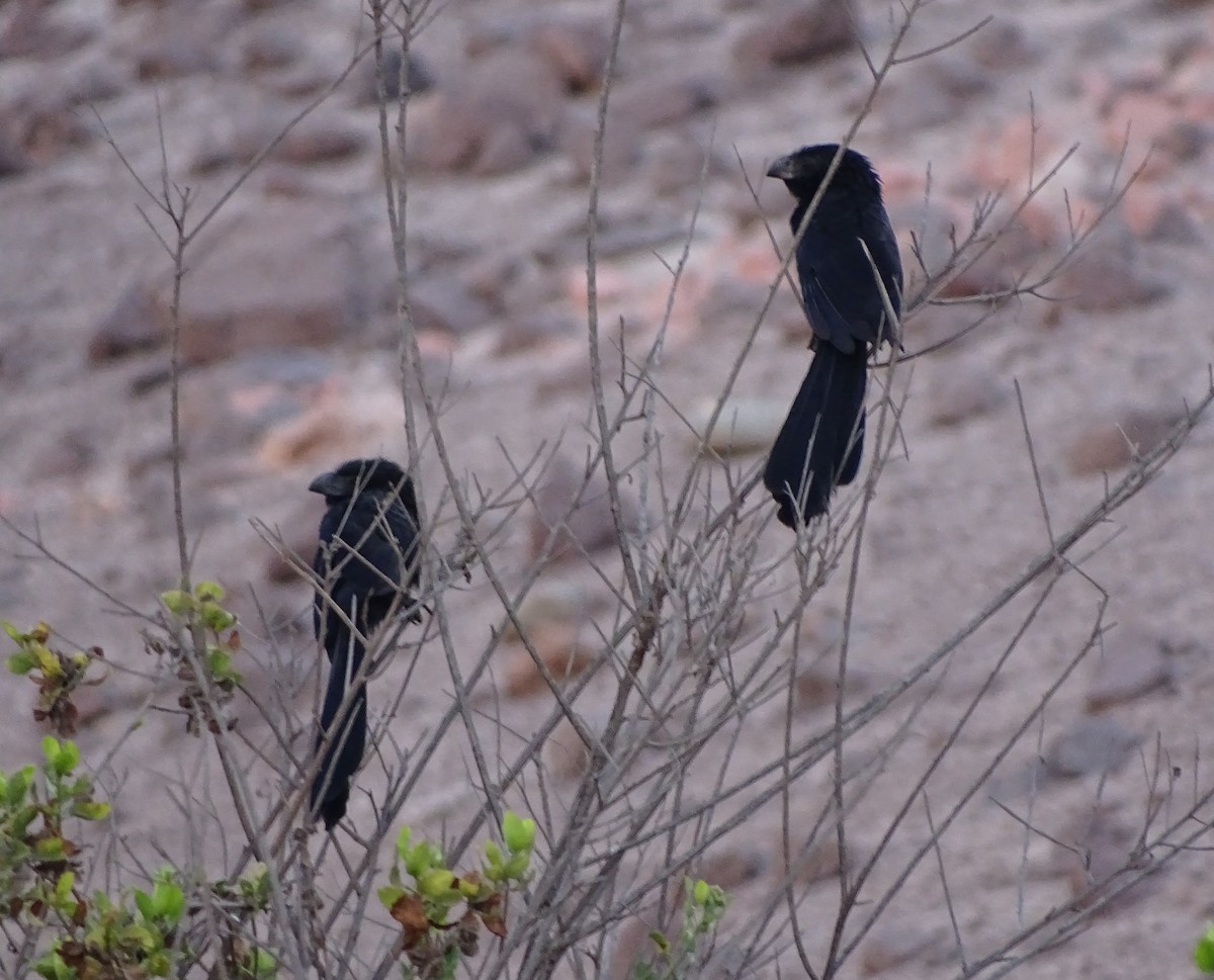 Groove-billed Ani - Charly Moreno Taucare