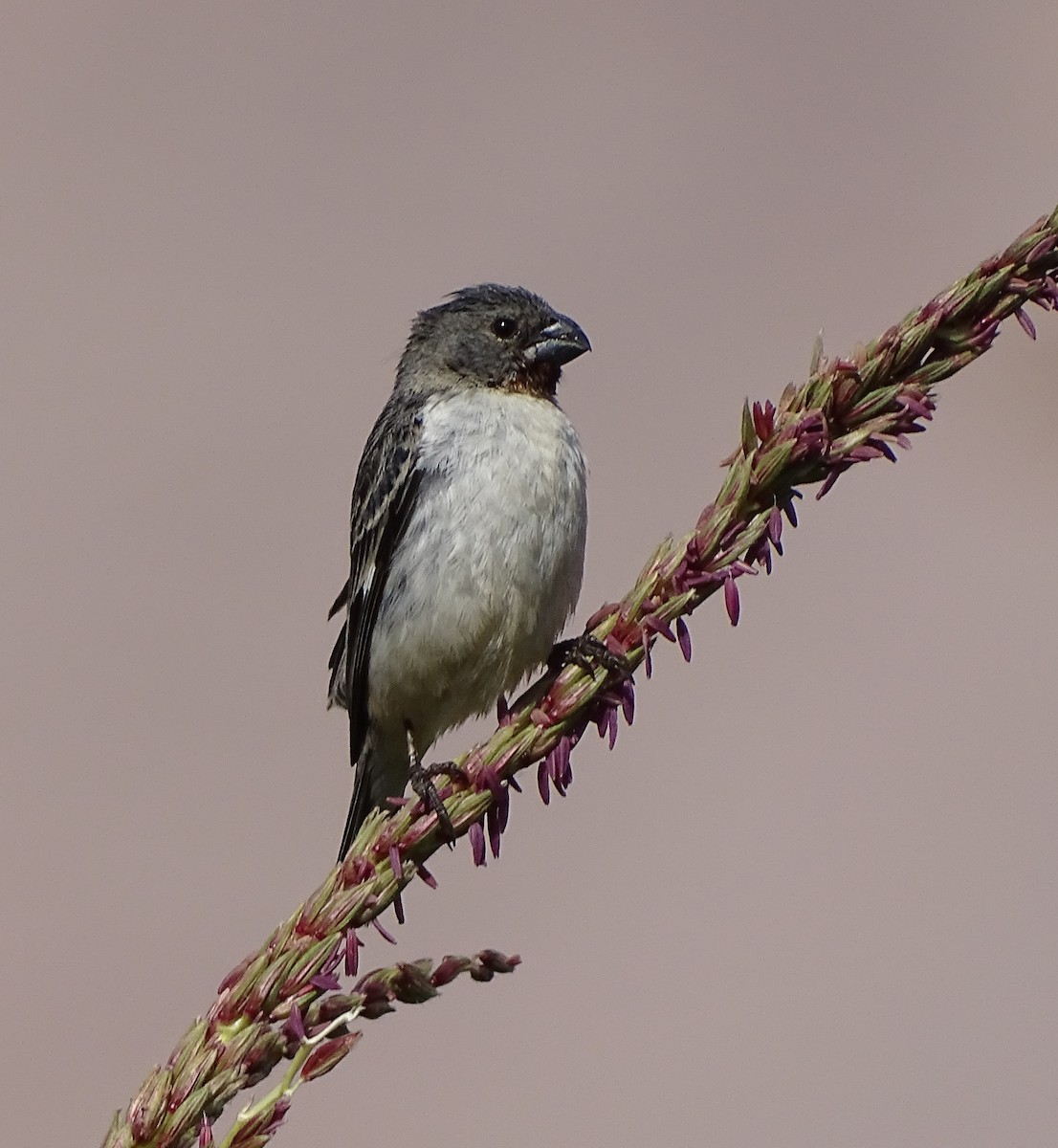 Chestnut-throated Seedeater - ML80886071