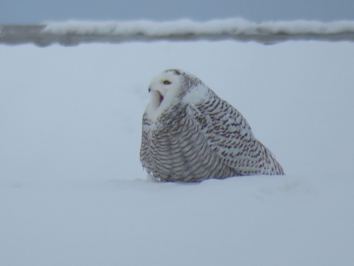 Snowy Owl - ML80888521