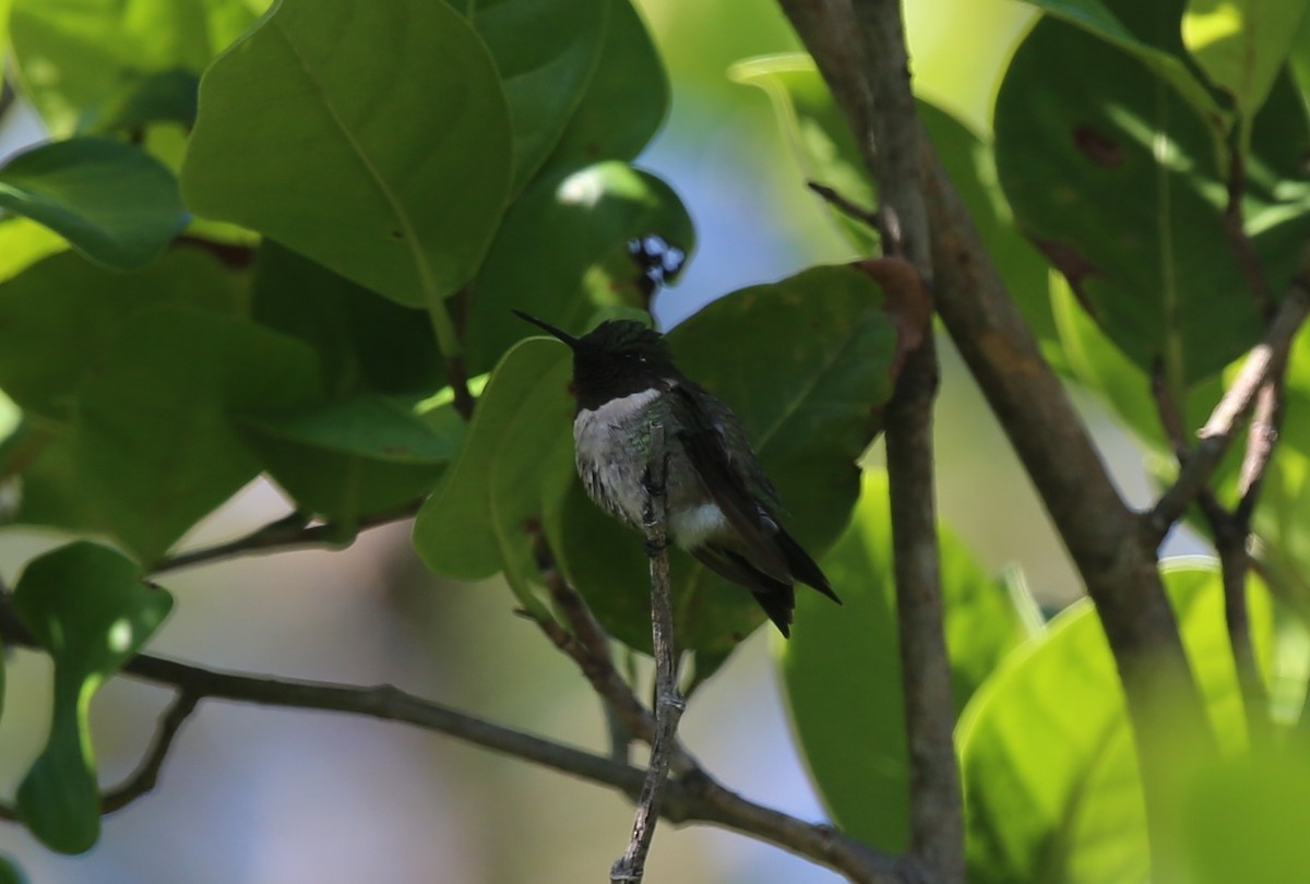 Ruby-throated Hummingbird - Bert Harris