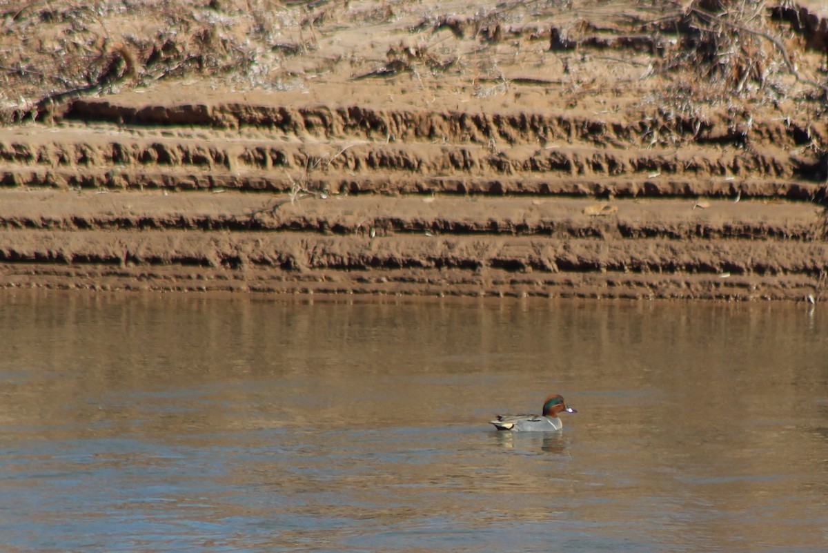Green-winged Teal - ML80891801