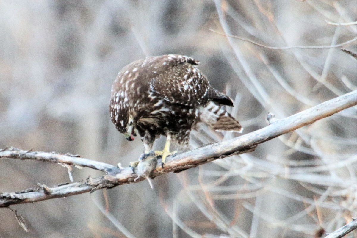 Red-tailed Hawk - ML80892301