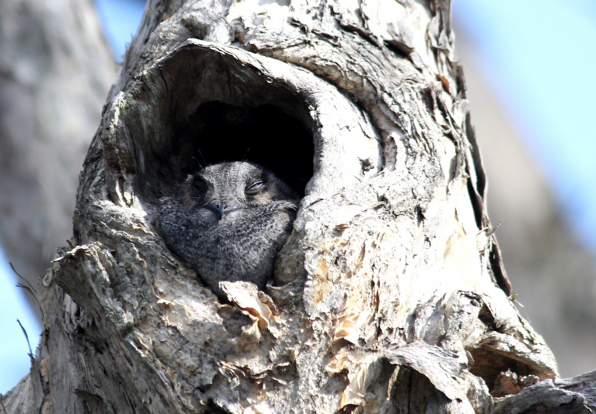 Australian Owlet-nightjar - Deborah Metters