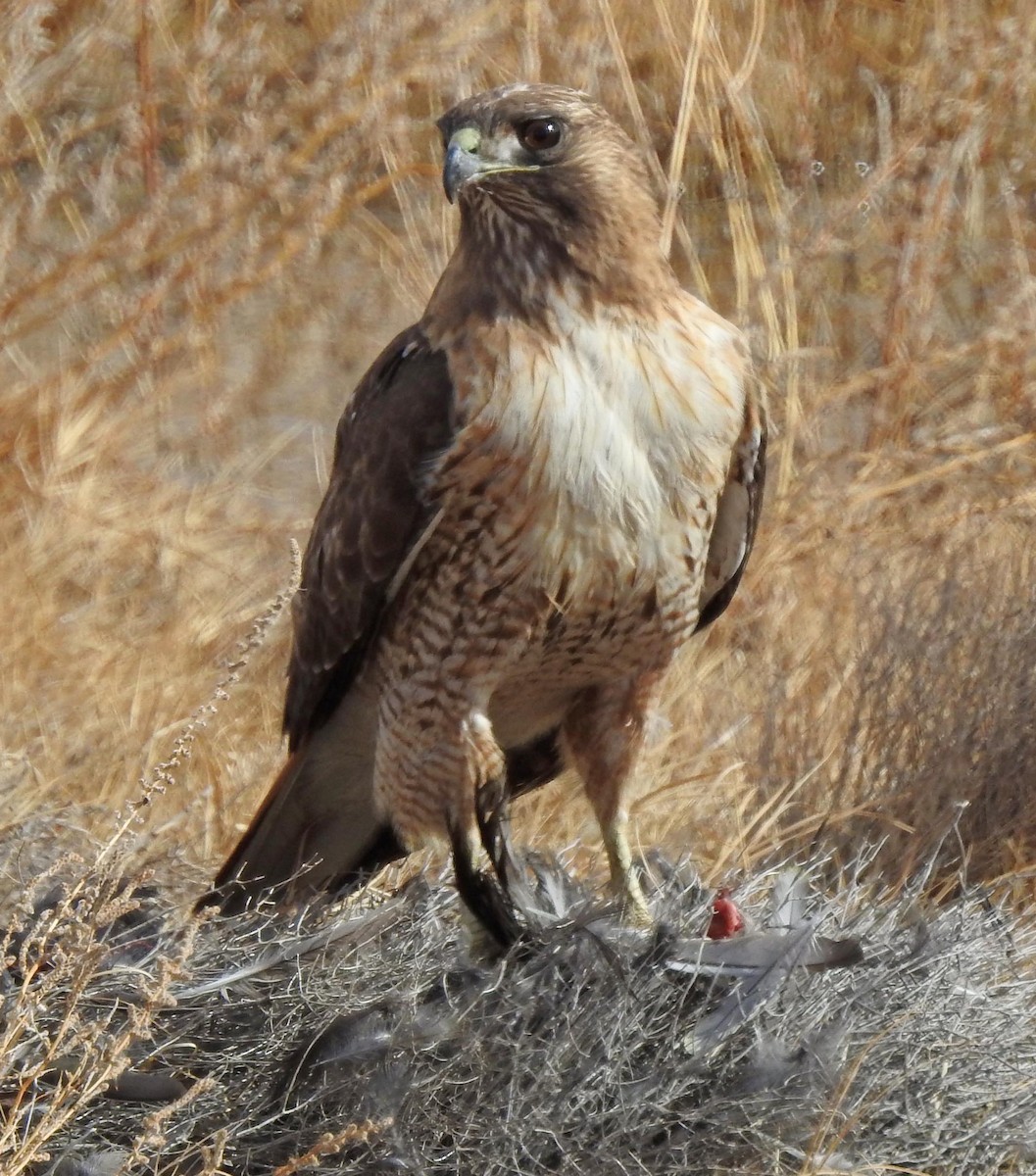 Red-tailed Hawk - ML80900921