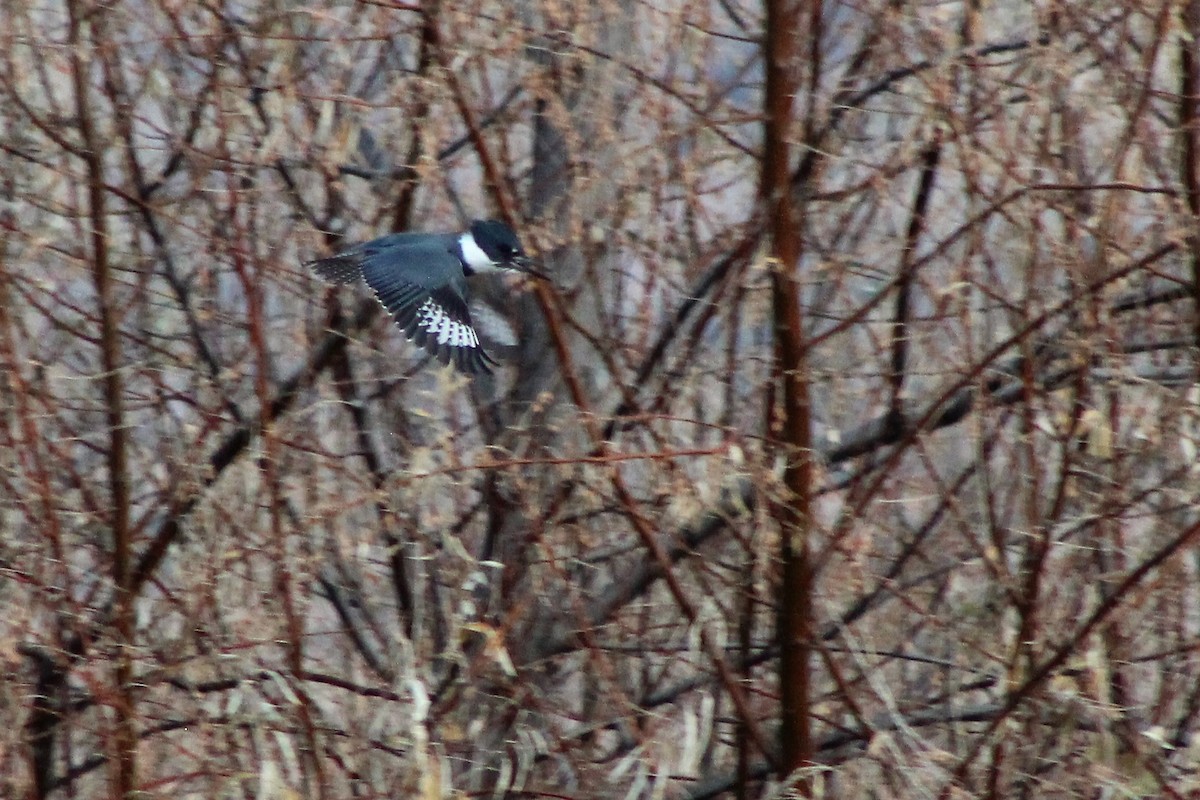 Belted Kingfisher - ML80901471