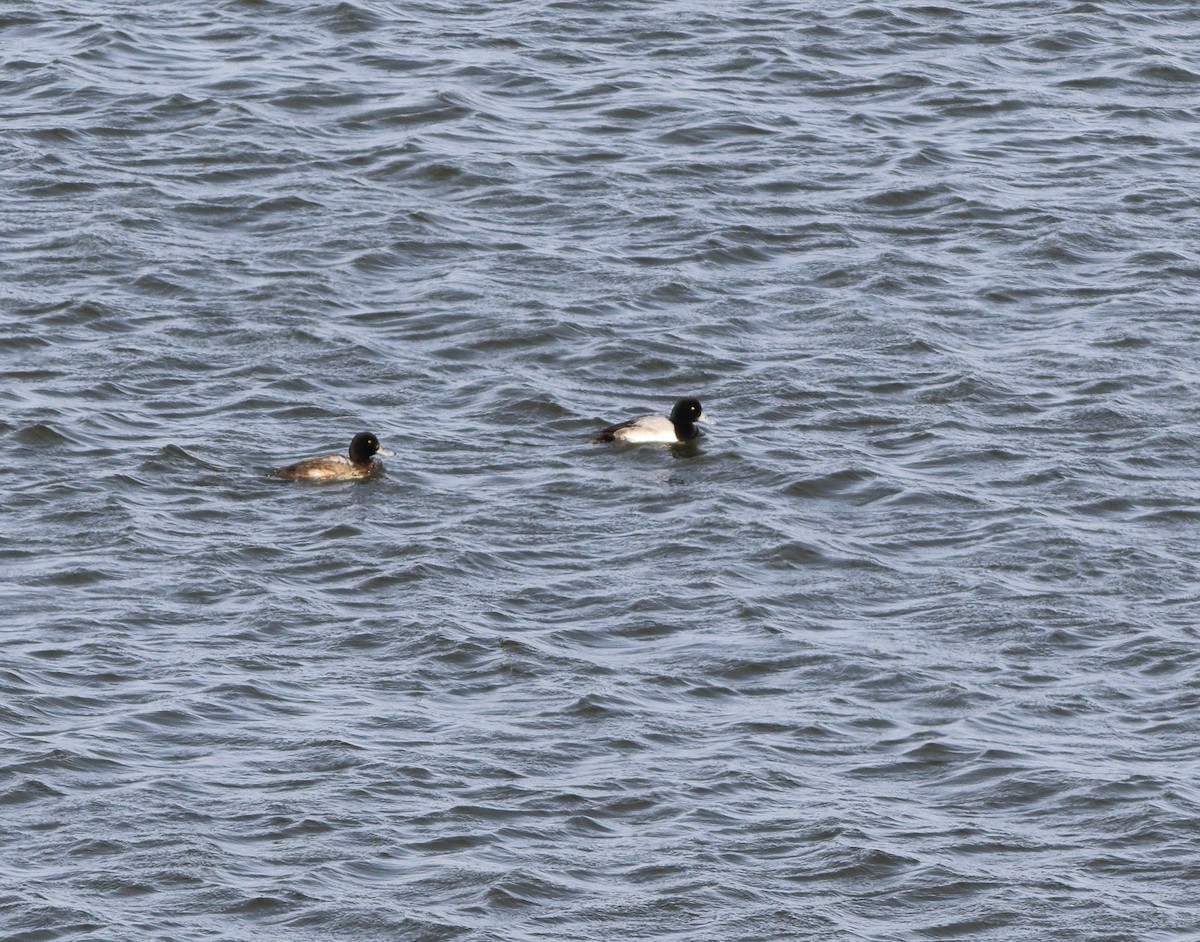 Greater Scaup - ML80902341