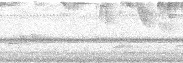 Gray-breasted Wood-Wren (meridana) - ML80904