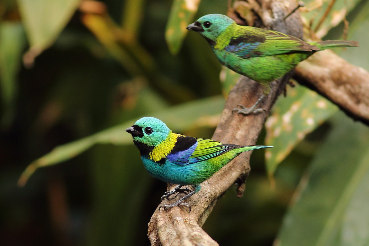 Green-headed Tanager - ML80904791