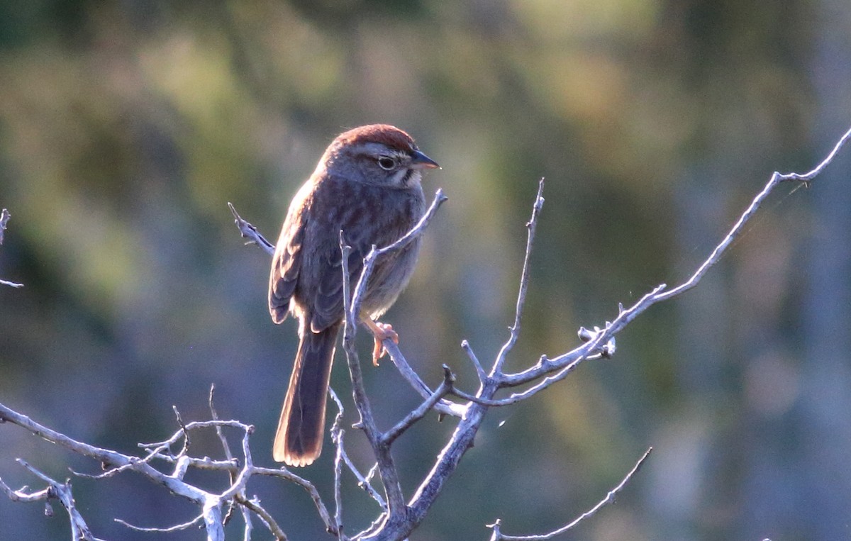 Rufous-crowned Sparrow - Rick Folkening