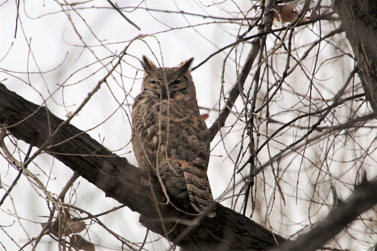 Great Horned Owl - ML80904971