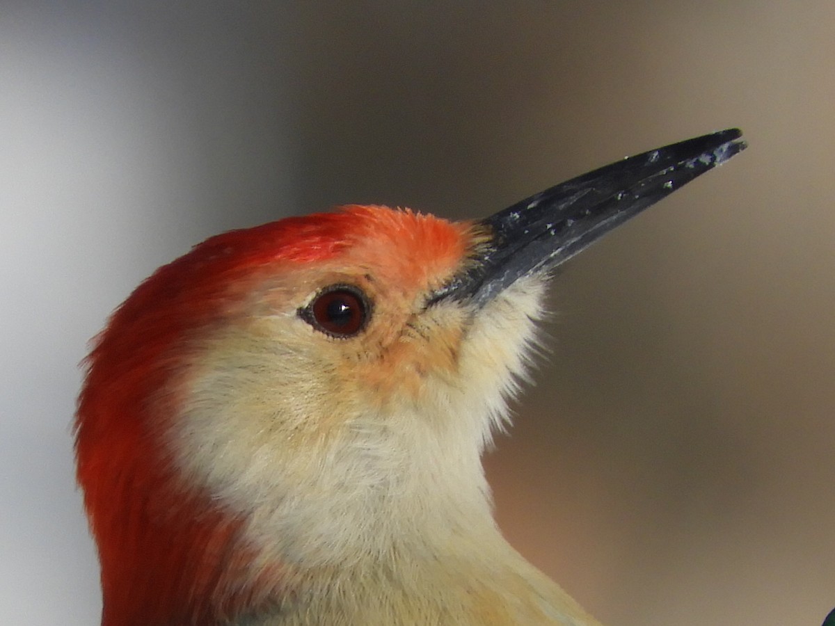 Red-bellied Woodpecker - Bill Lee