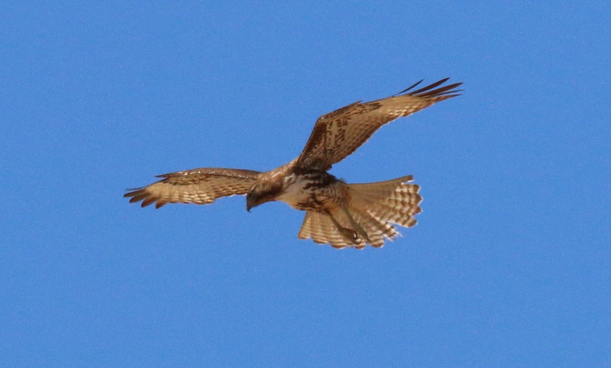 Red-tailed Hawk - ML80905211