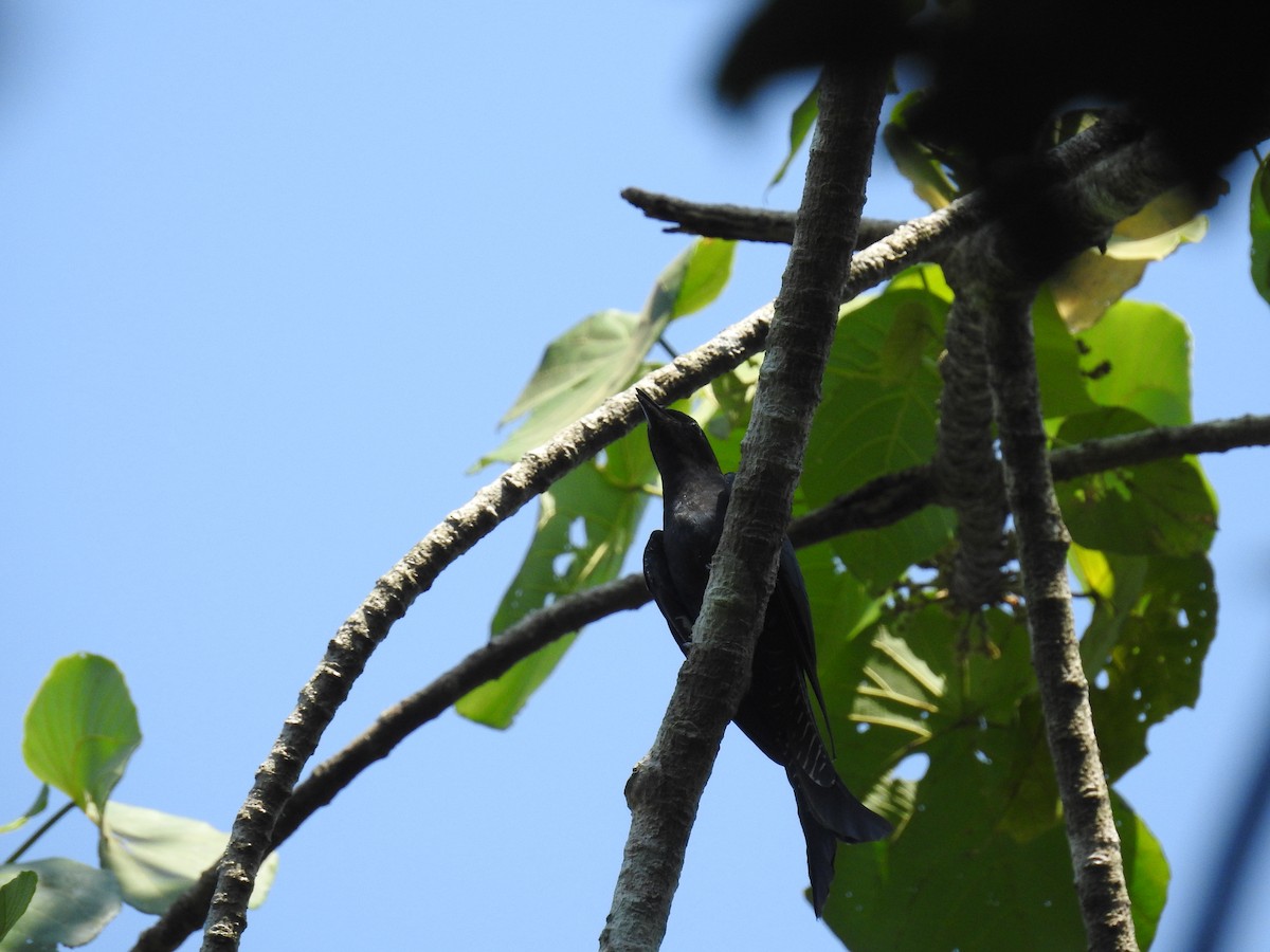 Fork-tailed Drongo-Cuckoo - Ashwin Viswanathan