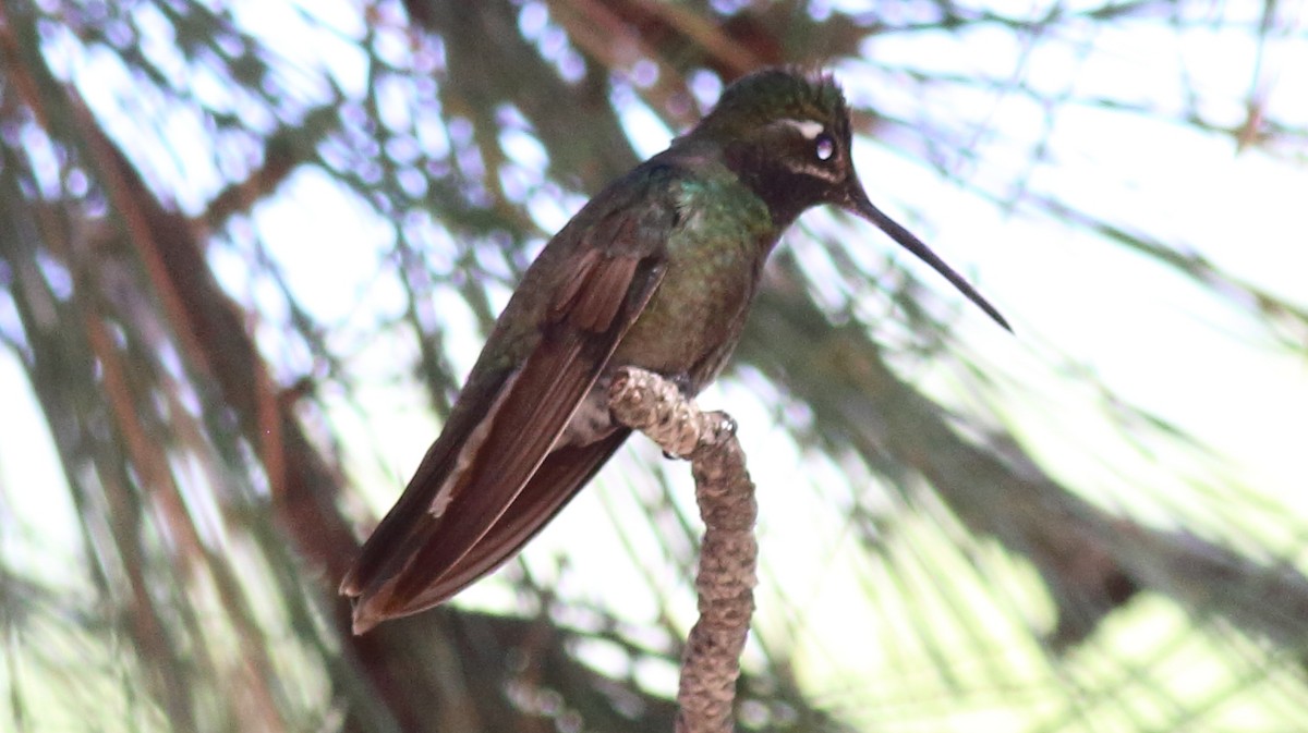 Rivoli's Hummingbird - Rick Folkening