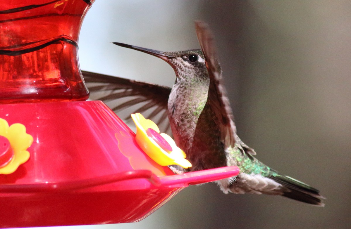 Rivoli's Hummingbird - Rick Folkening