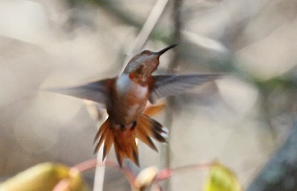 Allen's Hummingbird - ML80909561
