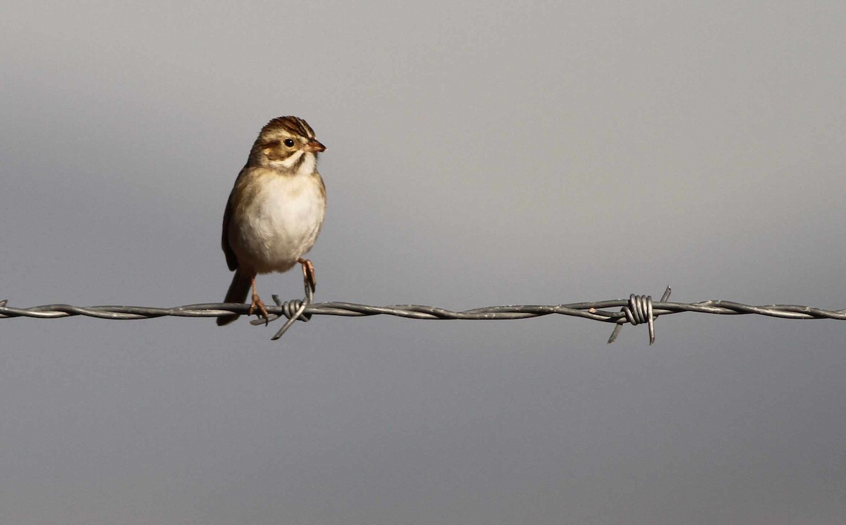 Clay-colored Sparrow - Jonathan Hiley