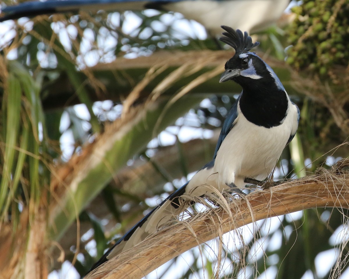 Black-throated Magpie-Jay - ML80914611