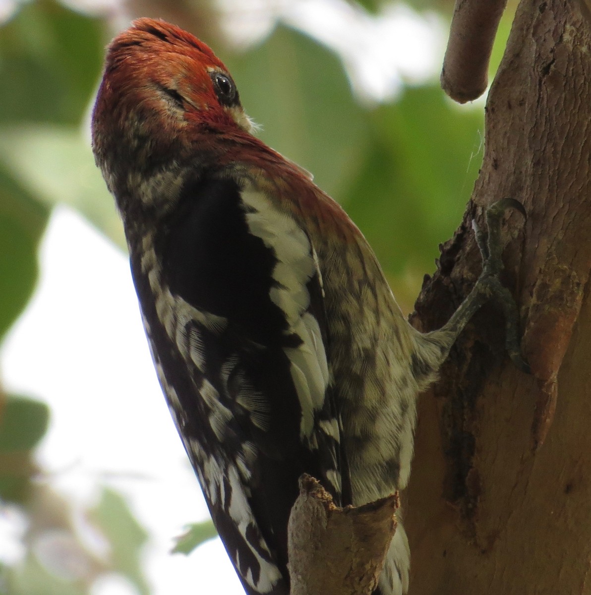 Red-breasted Sapsucker - ML80916951